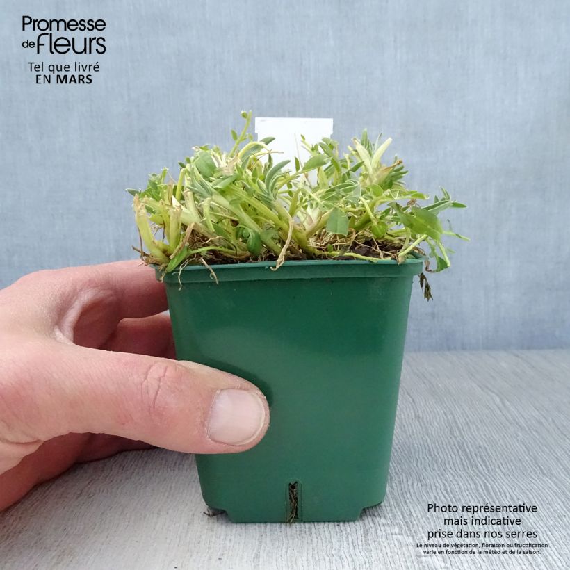 Anthyllis vulneraria var. coccinea - Vulneraria comune Vasetto da 8/9 cm esemplare consegnato in primavera