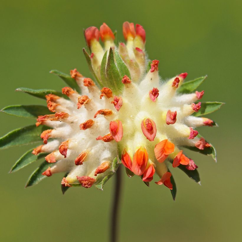 Anthyllis vulneraria var. coccinea - Vulneraria comune (Fioritura)