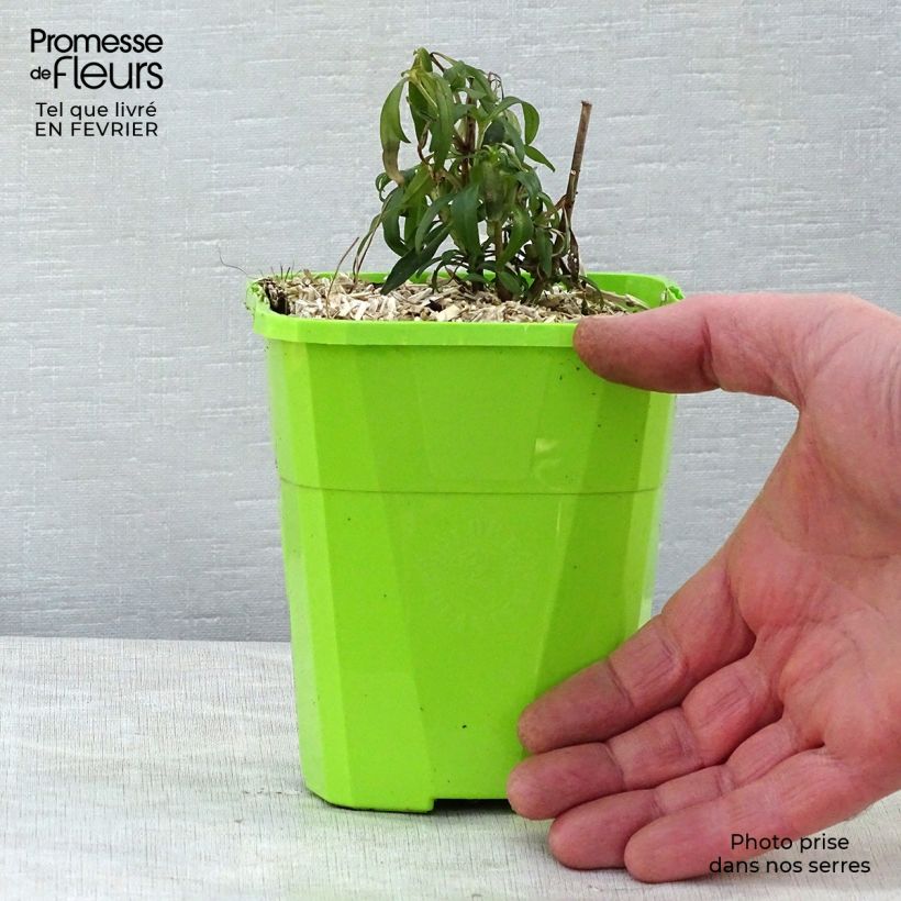 Bocca di leone Pretty in Pink Vaso da 1L/1,5L esemplare consegnato in inverno