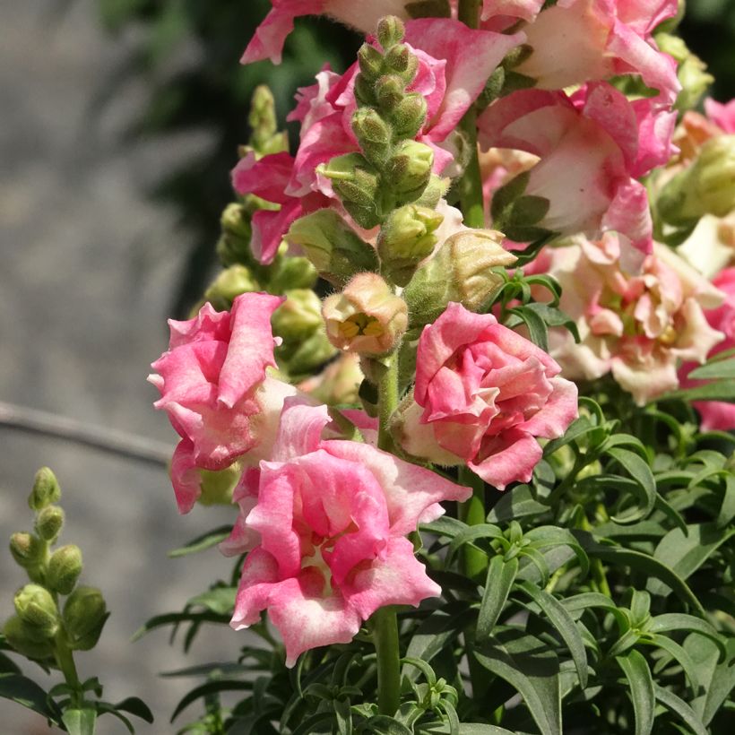 Bocca di leone Sweet Duet Appleblossom (Fioritura)