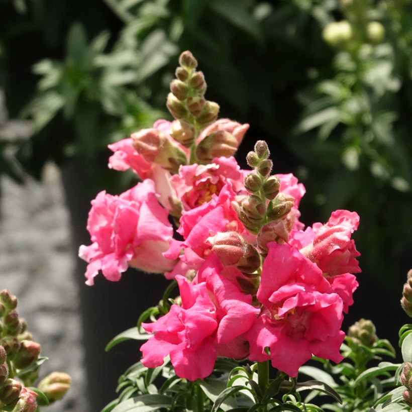 Bocca di leone Sweet Duet Rose Shades (semi) (Fioritura)