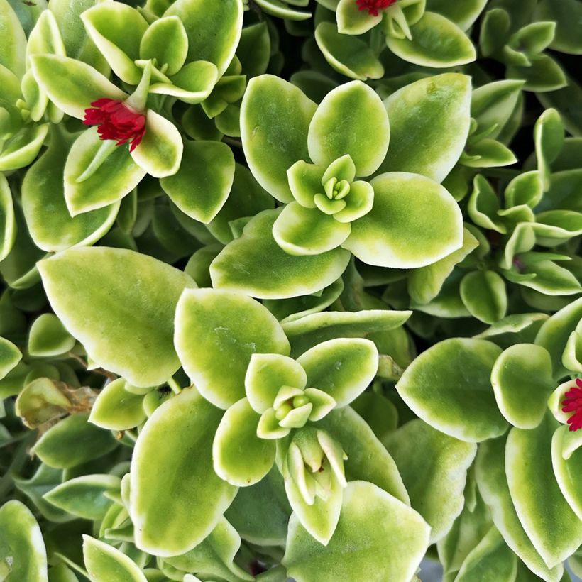 Aptenia cordifolia Variegata (Foliage)