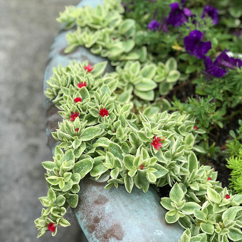 Aptenia cordifolia Variegata (Plant habit)