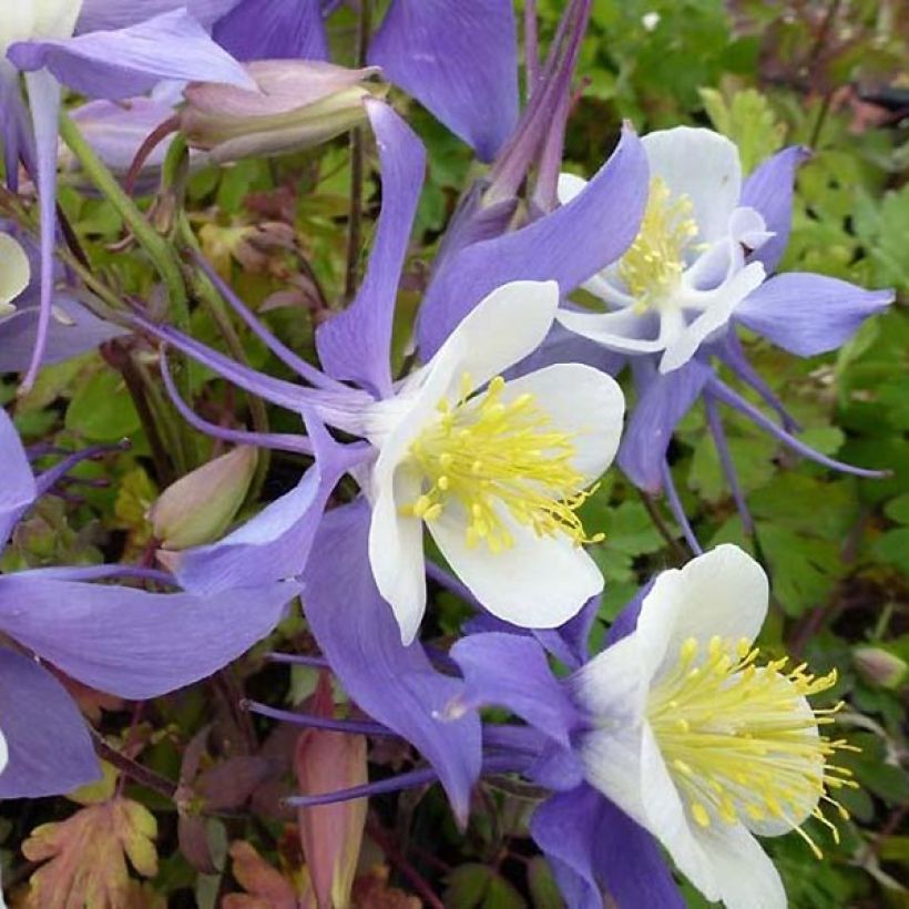 Aquilegia Mrs M. Nicholls (Flowering)