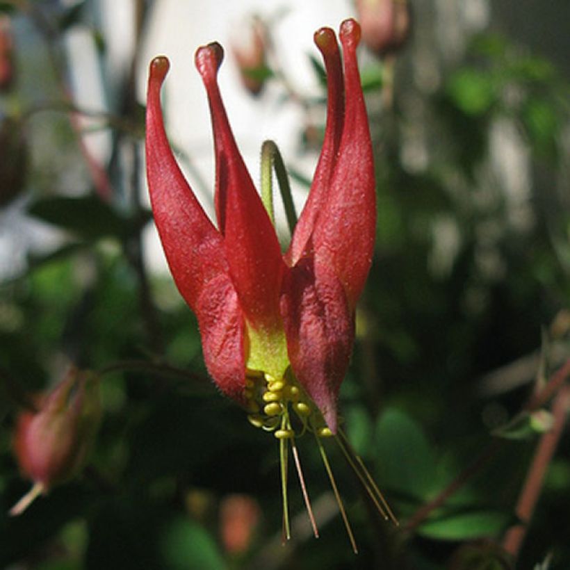 Aquilegia canadensis Little Lanterns (Fioritura)