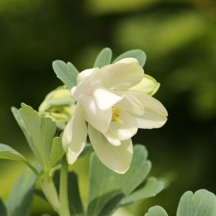 Aquilegia flabellata Cameo White (Flowering)