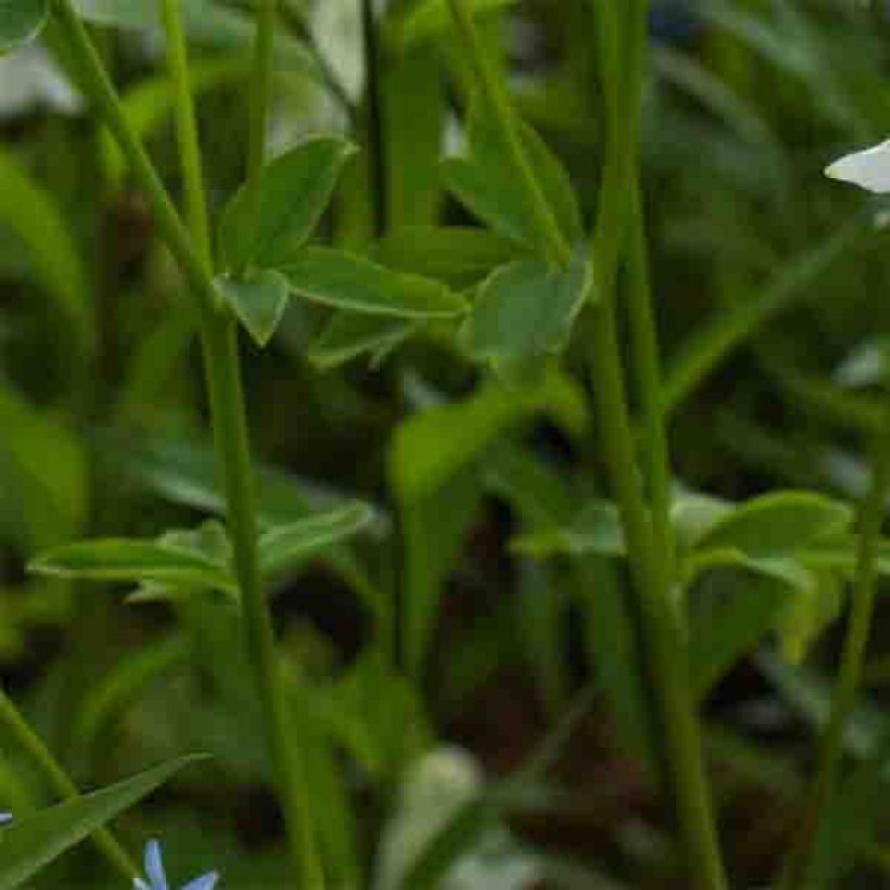 Aquilegia vulgaris var.nivea Munstead White (Foliage)