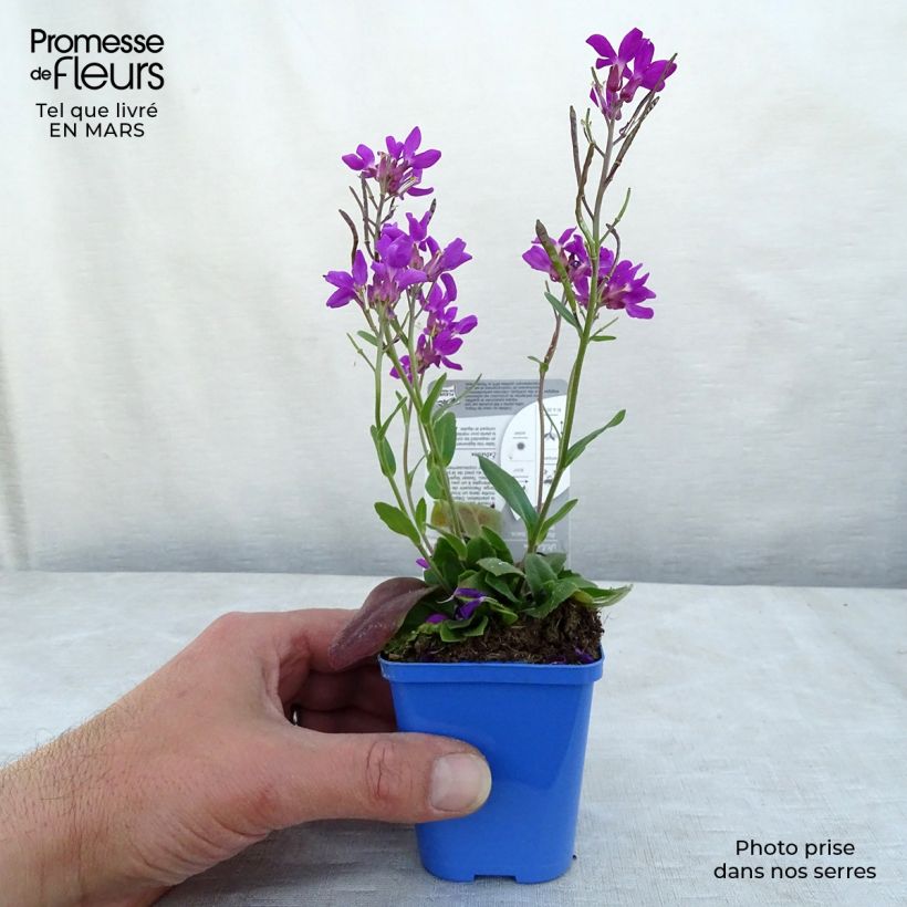 Example of Arabis blepharophylla Rose Delight Vasetto da 7/8 cm as you get in printemps