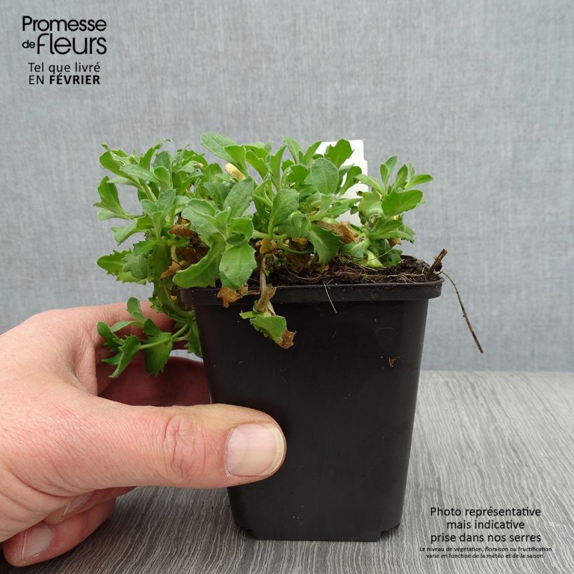 Example of Arabis caucasica Hedi Vasetto da 8/9 cm as you get in hiver