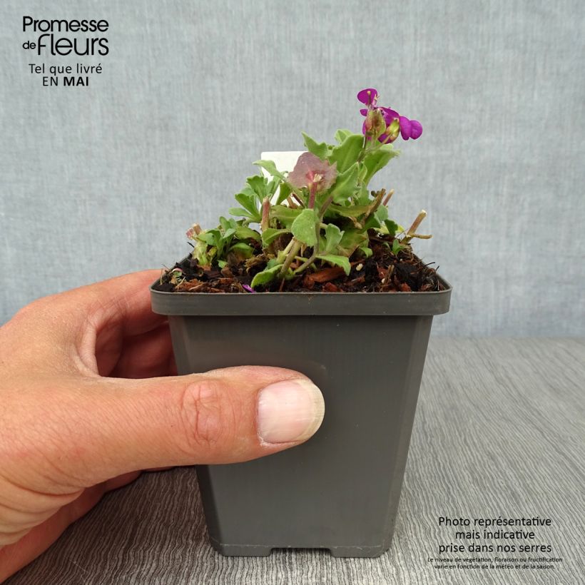 Arabis caucasica Pinkie Vasetto da 8/9 cm esemplare consegnato in primavera