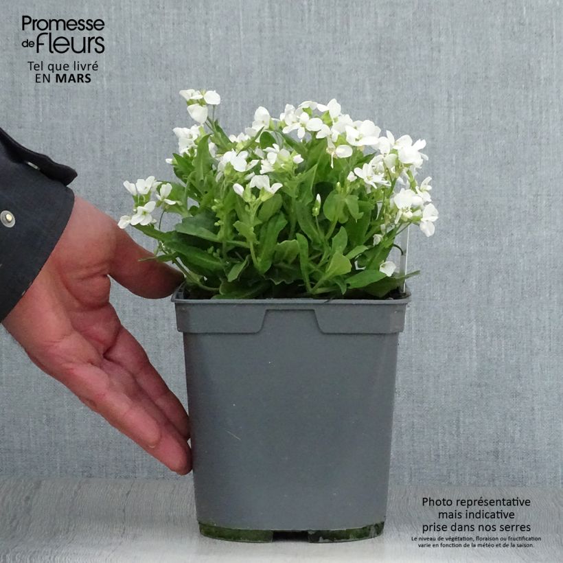 Arabis caucasica Alabaster Vaso da 2L/3L esemplare consegnato in primavera