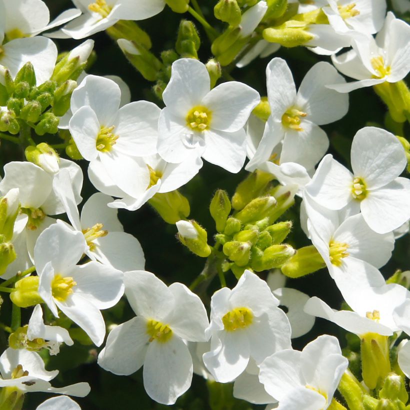 Arabis caucasica Snowball (Flowering)