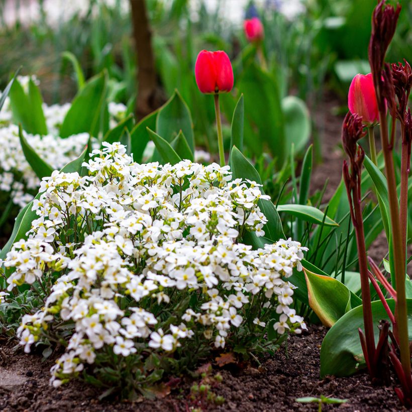 Arabis caucasica Snowball (Plant habit)