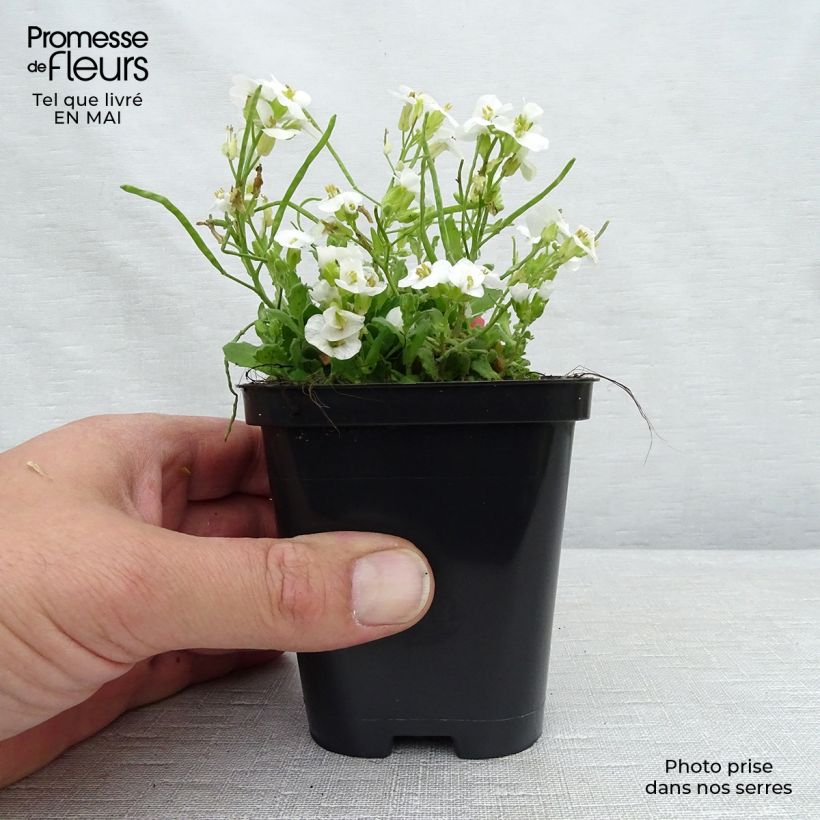 Example of Arabis caucasica Snowcap Vasetto da 8/9 cm as you get in printemps