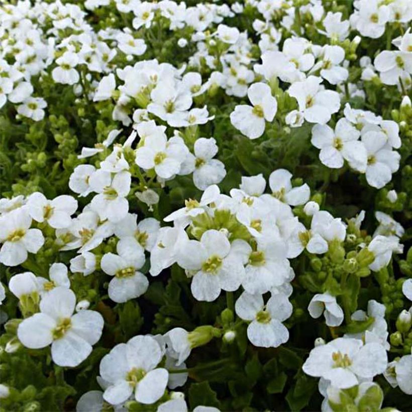 Arabis caucasica Snowcap (Flowering)