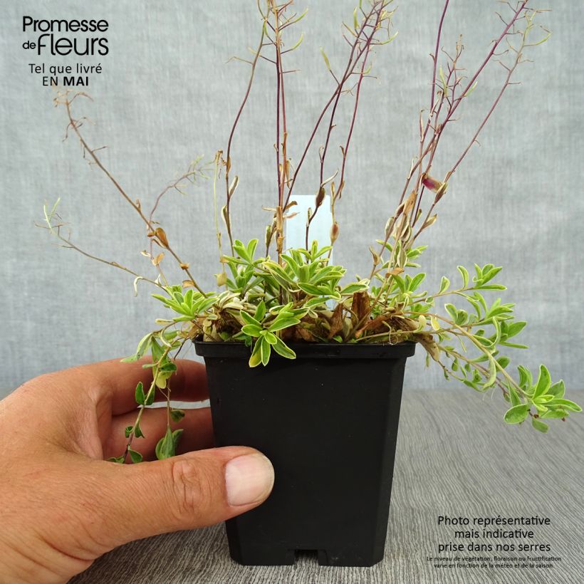 Arabis ferdinandi-coburgii Old Gold Vasetto da 8/9 cm esemplare consegnato in primavera