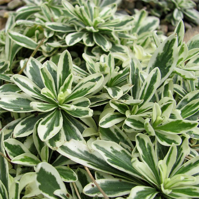 Arabis ferdinandi-coburgii Variegata (Foliage)