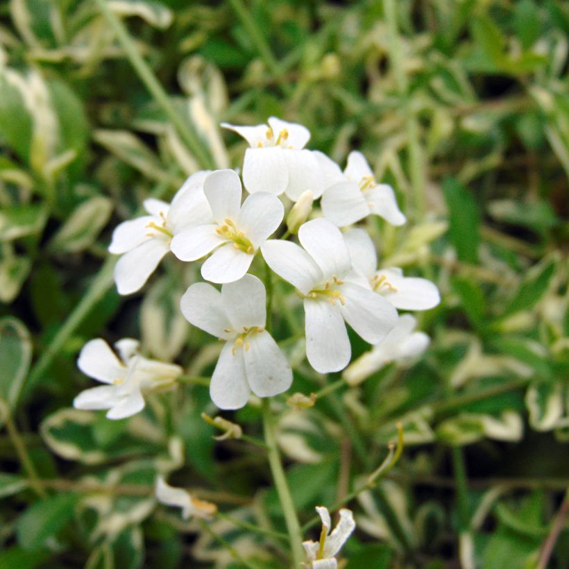 Arabis ferdinandi-coburgii Variegata (Flowering)