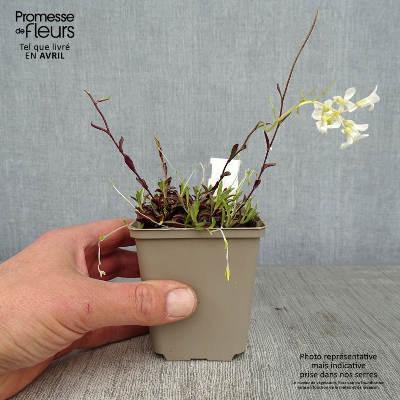 Example of Arabis procurrens Neuschnee Vasetto da 8/9 cm as you get in printemps