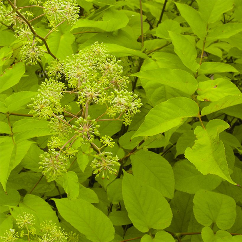 Aralia cordata Sun King - Udo (Fogliame)