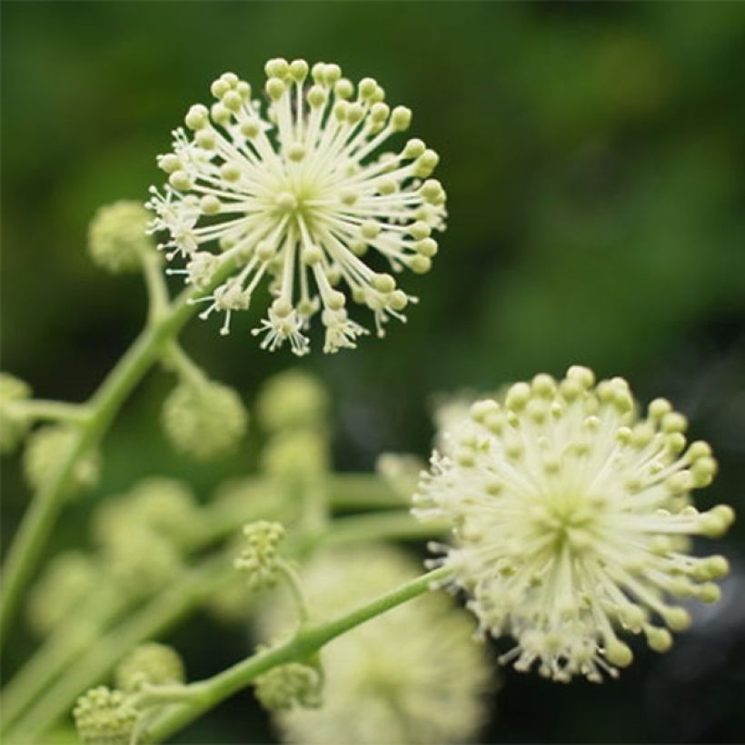 Aralia cordata Sun King - Udo (Fioritura)
