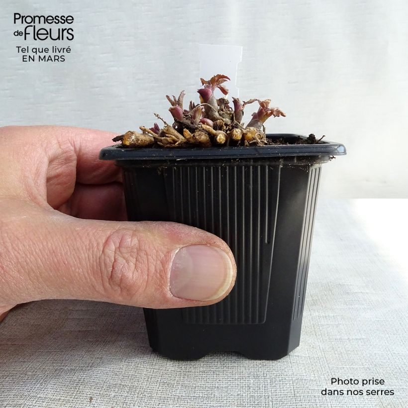 Aralia cordata Sun King - Udo Vasetto da 8/9 cm esemplare consegnato in primavera