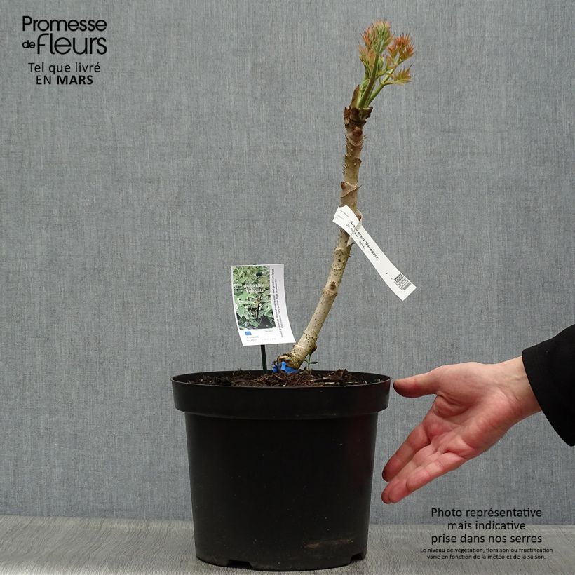 Example of Aralia elata Silver Umbrella - Angelica del Giappone Vaso da 7,5L/10L as you get in printemps