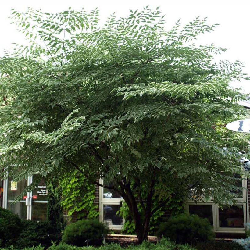 Aralia elata Silver Umbrella - Angelica del Giappone (Plant habit)