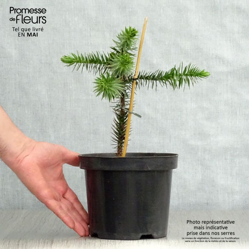 Araucaria araucana - Albero della scimmia Vaso da 3L/4L esemplare consegnato in primavera