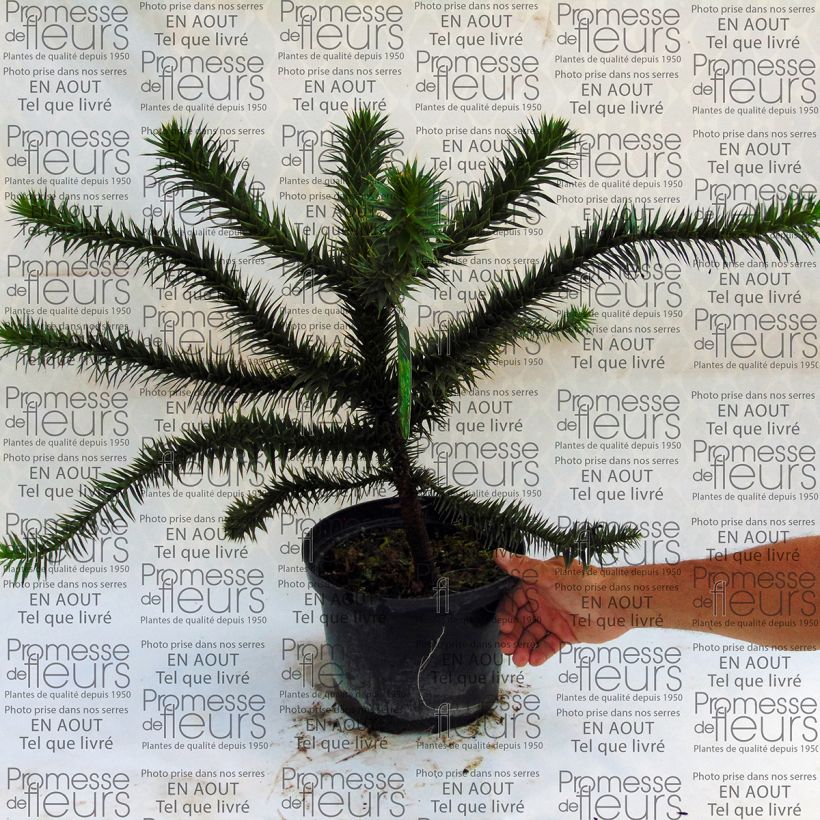 Esempio di esemplare Araucaria araucana - Albero della scimmia Vaso da 4L/5L come consegnato