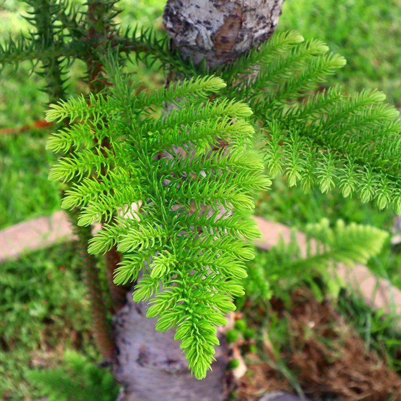 Araucaria heterophylla - Pino di Norfolk (Fogliame)