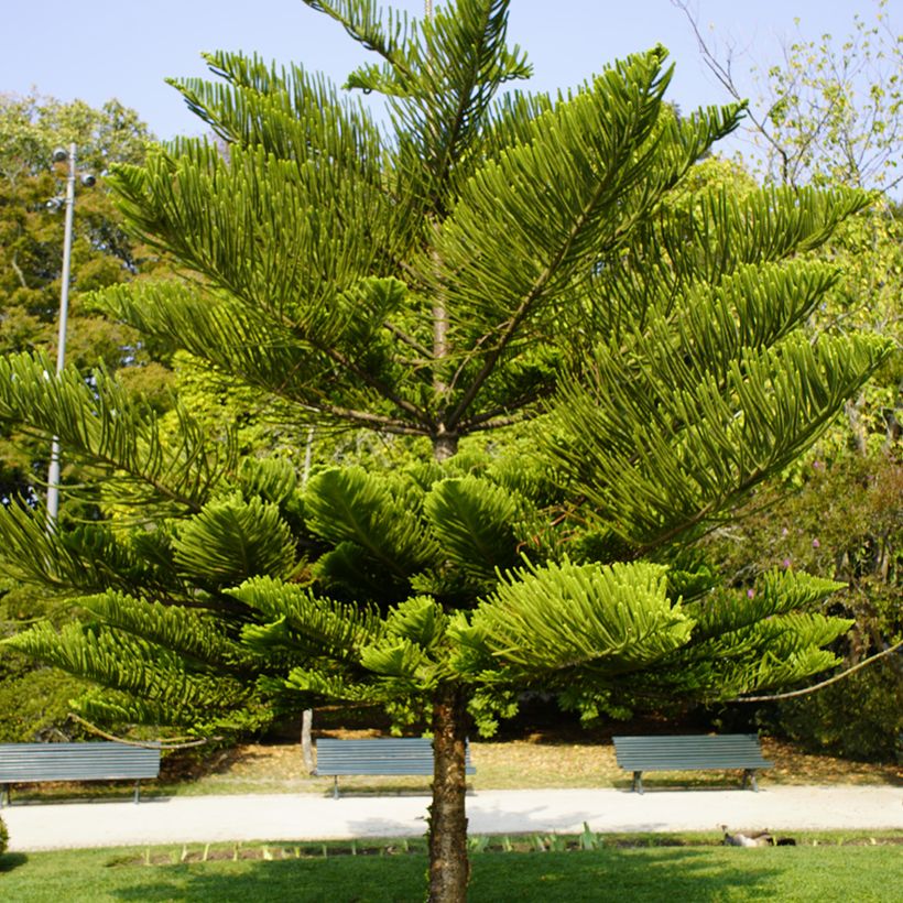 Araucaria heterophylla - Pino di Norfolk (Porto)