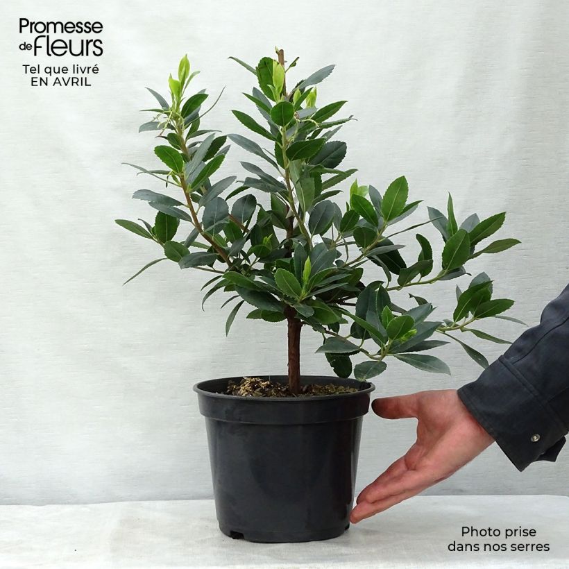 Example of Arbutus unedo Atlantic - Corbezzolo Vaso da 4L/5L, A cespuglio as you get in printemps