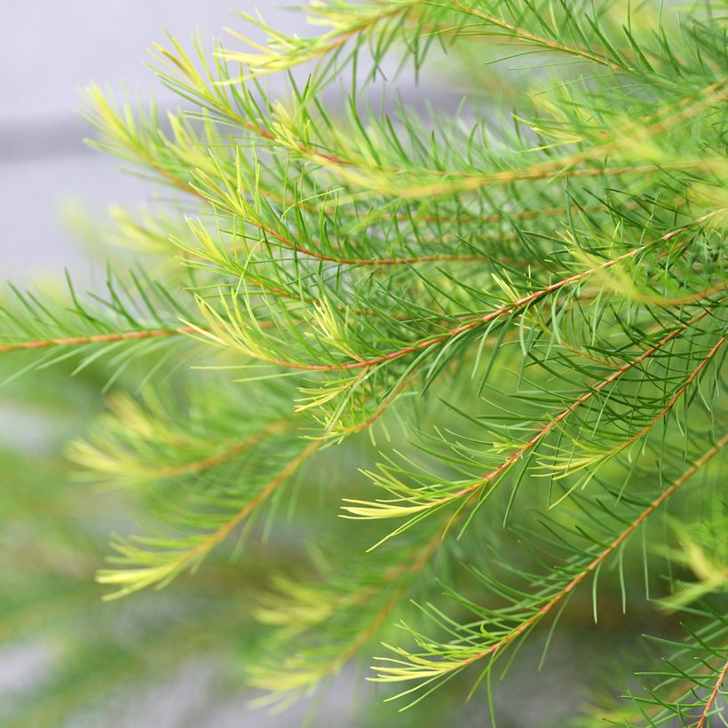 Melaleuca alternifolia - Albero del tè (Foliage)
