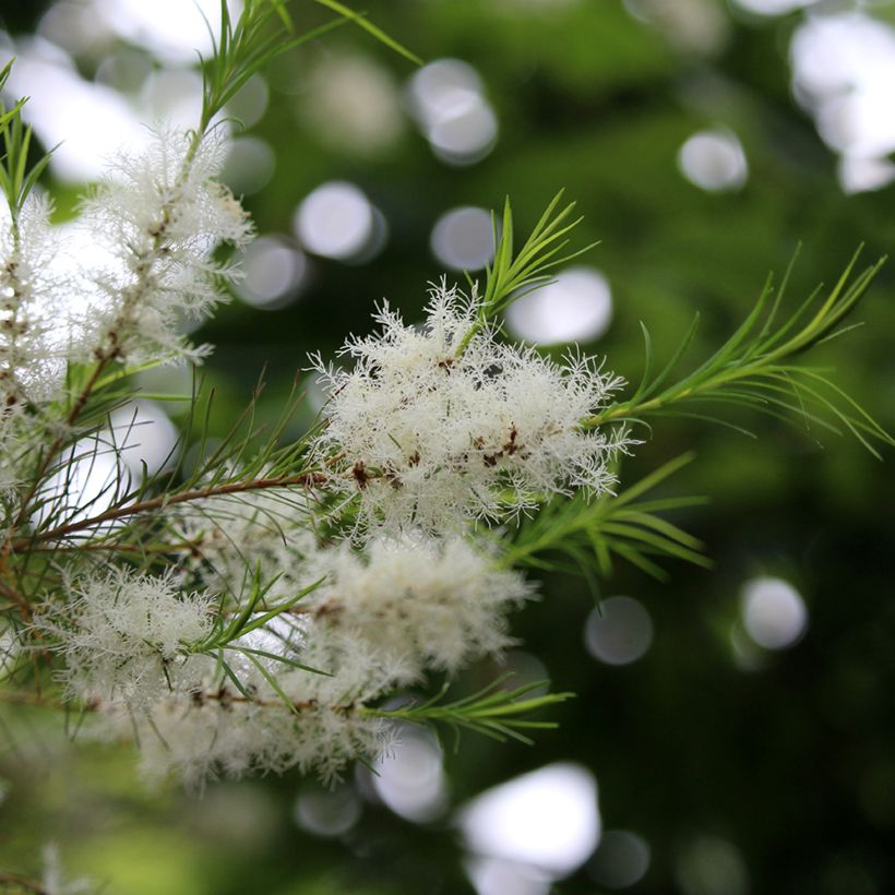 Melaleuca alternifolia - Albero del tè (Flowering)