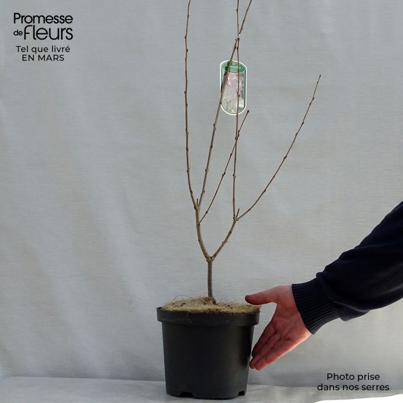 Example of Cercidiphyllum japonicum Rotfuchs - Albero del caramello Vaso da 4L/5L as you get in printemps