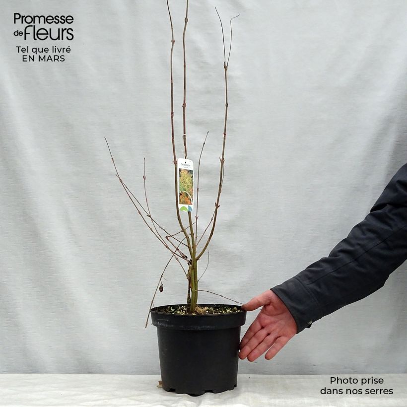 Cercidiphyllum japonicum - Albero del caramello Vaso da 3L/4L esemplare consegnato in primavera