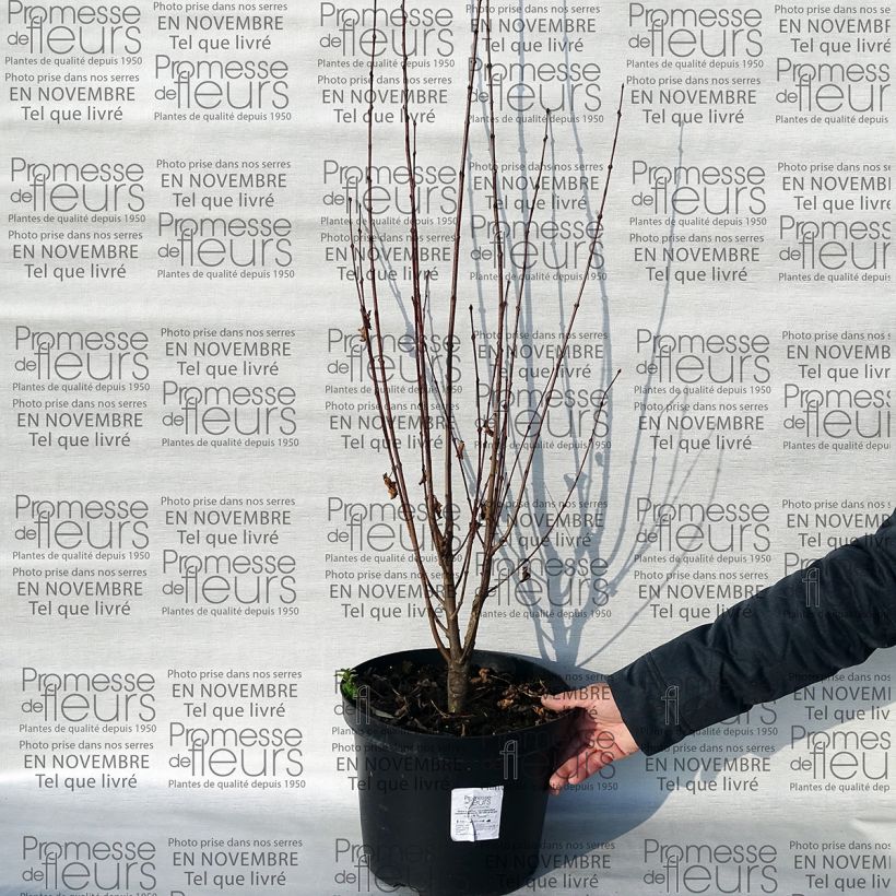 Example of Cercidiphyllum japonicum Rotfuchs - Albero del caramello Vaso da 12L/15L as you get