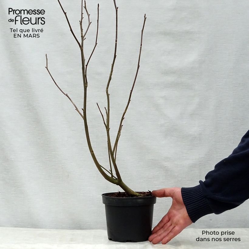 Davidia involucrata var. vilmoriniana - Albero dei fazzoletti Vaso da 3L/4L esemplare consegnato in primavera