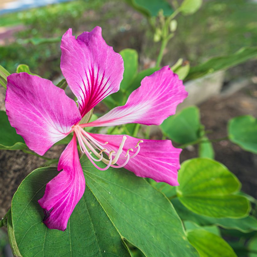 Albero delle orchidee - Bauhinia purpurea (Fioritura)