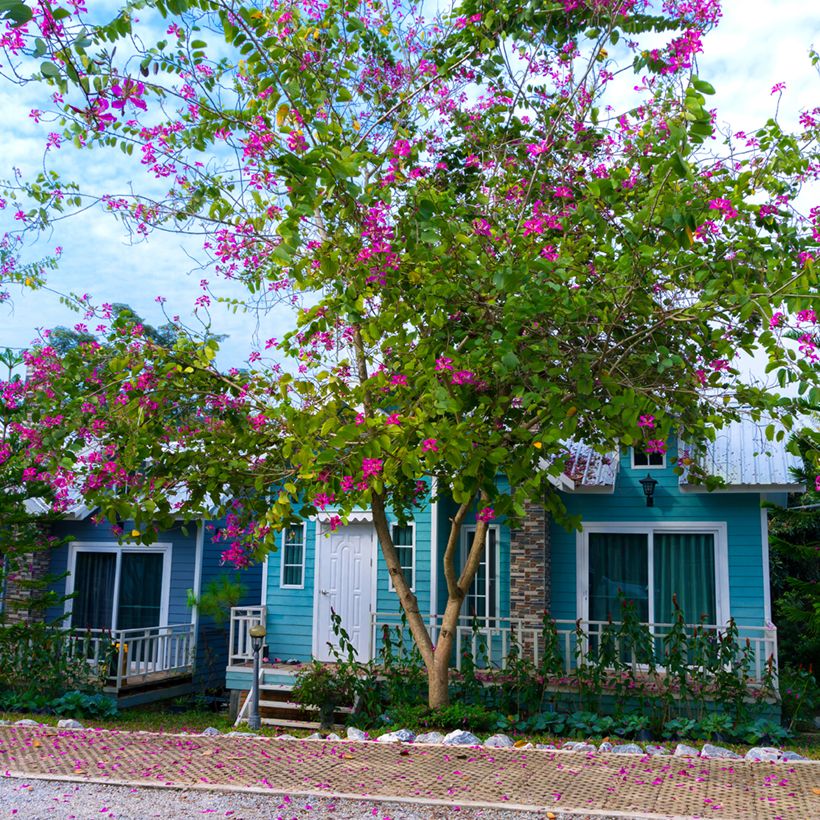 Albero delle orchidee - Bauhinia purpurea (Porto)