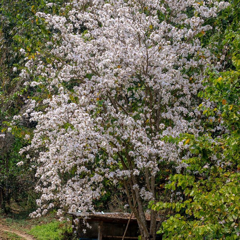 Bauhinia variegata - Albero delle orchidee (Porto)