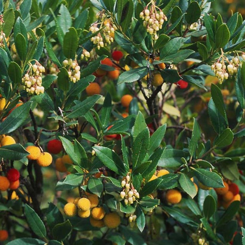 Arbutus unedo Atlantic - Corbezzolo (Foliage)