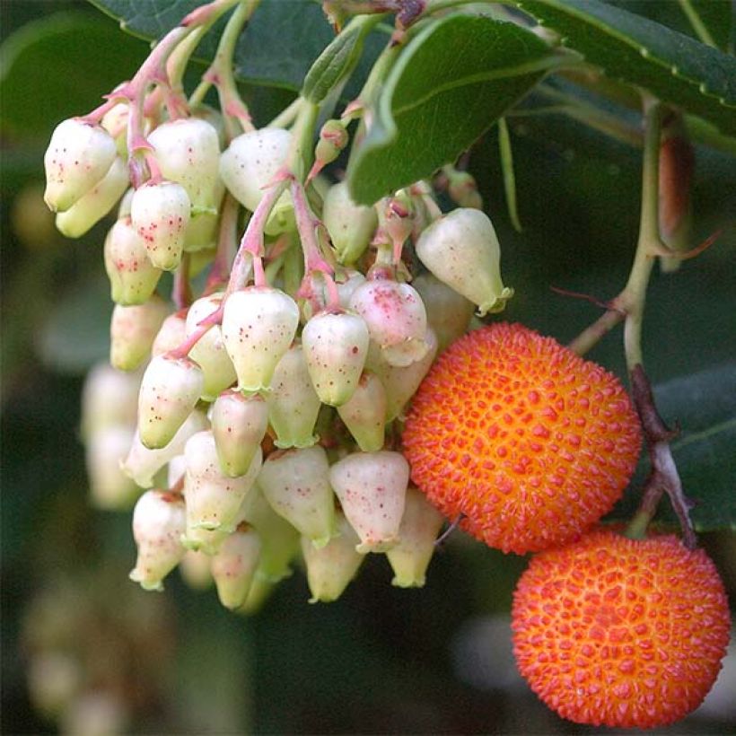 Arbutus unedo Atlantic - Corbezzolo (Harvest)