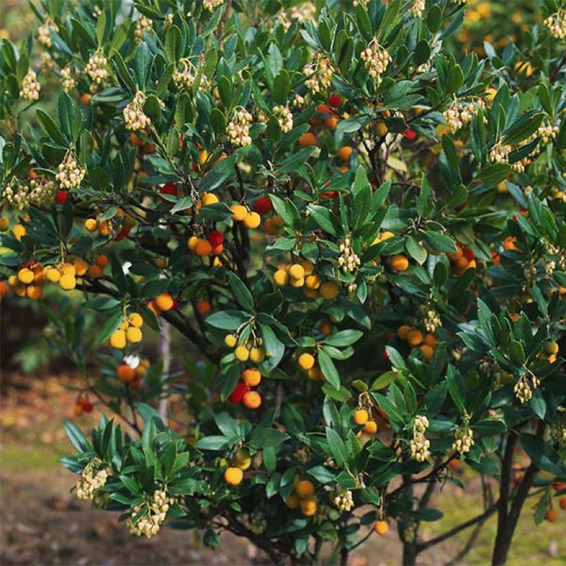 Arbutus unedo Atlantic - Corbezzolo (Plant habit)