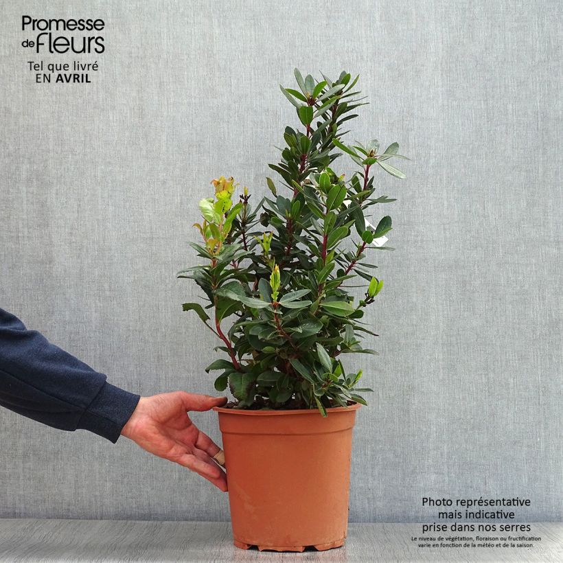 Example of Arbutus unedo - Corbezzolo Vaso da 6L/7L as you get in printemps