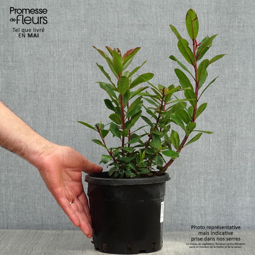 Example of Arbutus unedo - Corbezzolo Vaso da 2L/3L as you get in printemps