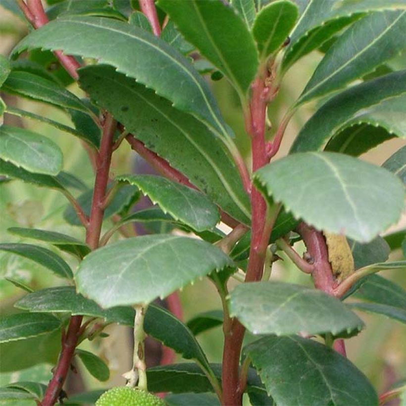 Arbutus unedo Compacta - Corbezzolo (Foliage)