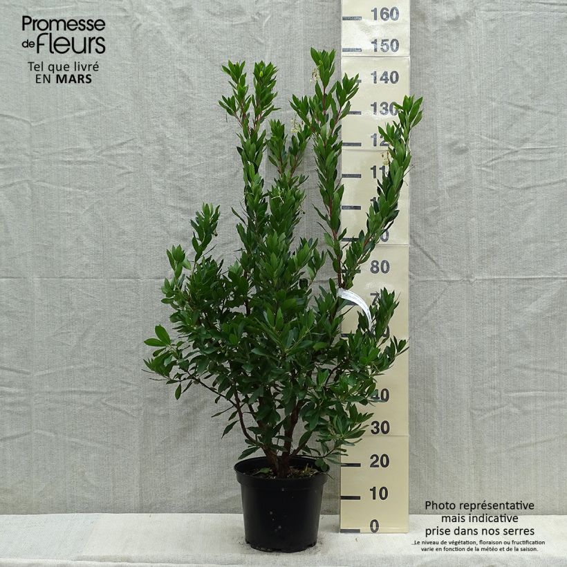 Example of Arbutus unedo Compacta - Corbezzolo Vaso da 7,5L/10L as you get in printemps