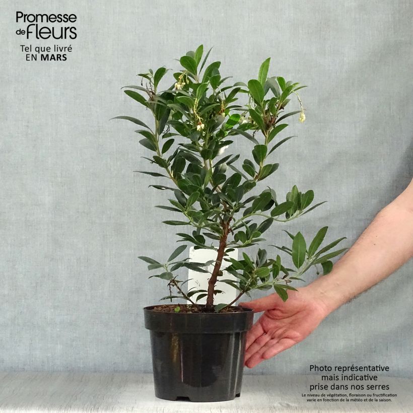 Example of Arbutus unedo Compacta - Corbezzolo Vaso da 2L/3L as you get in printemps